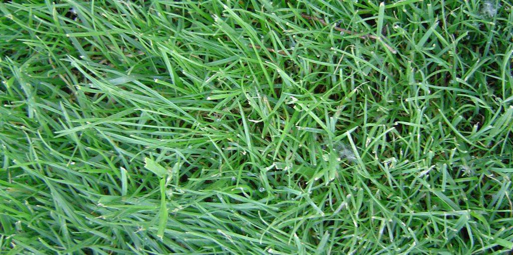 Césped Festuca Blend